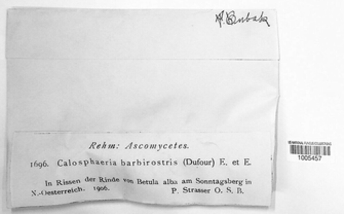 Barbatosphaeria barbirostris image